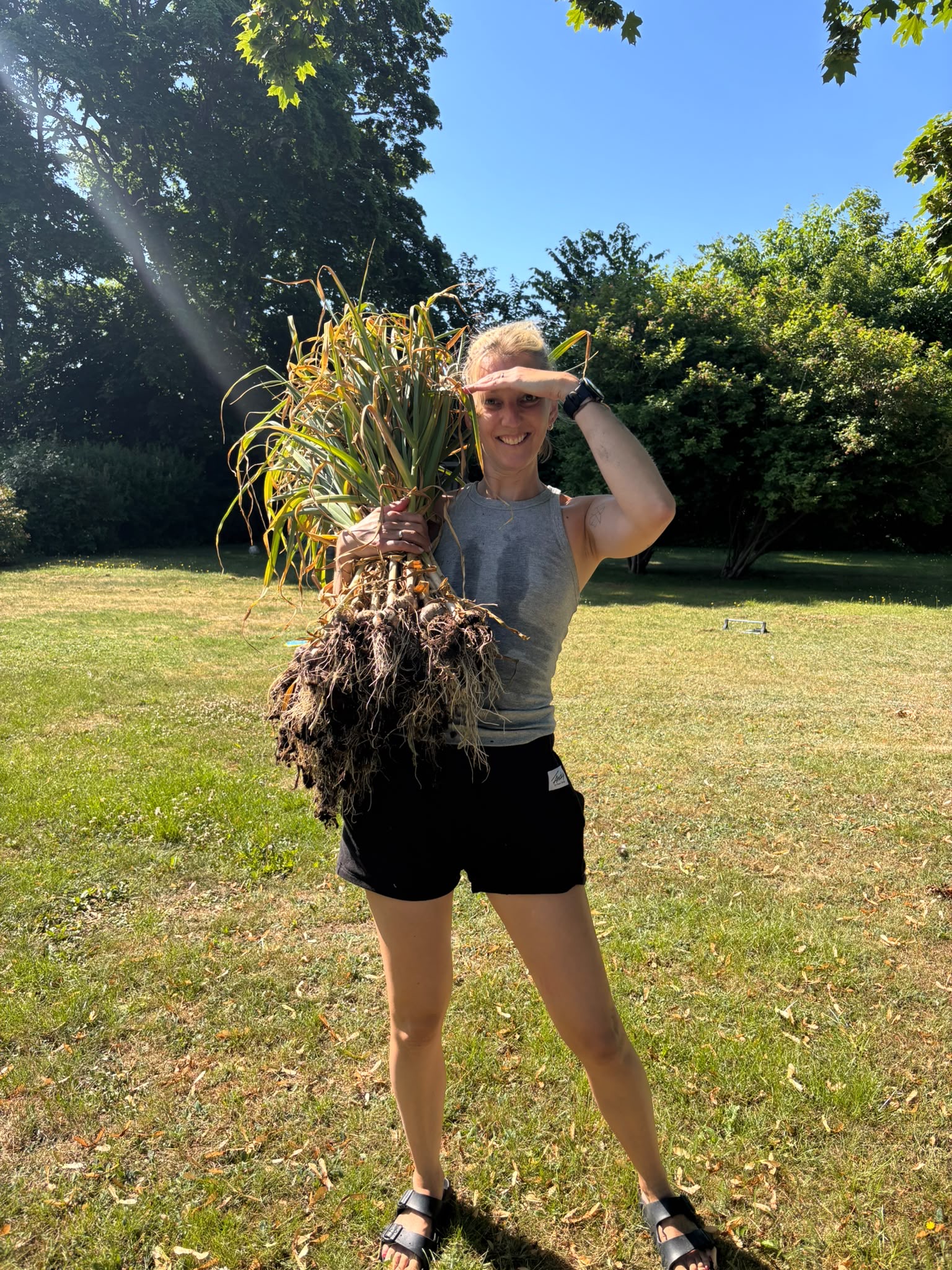 Holding a freshly harvested bunch of garlic in the garden