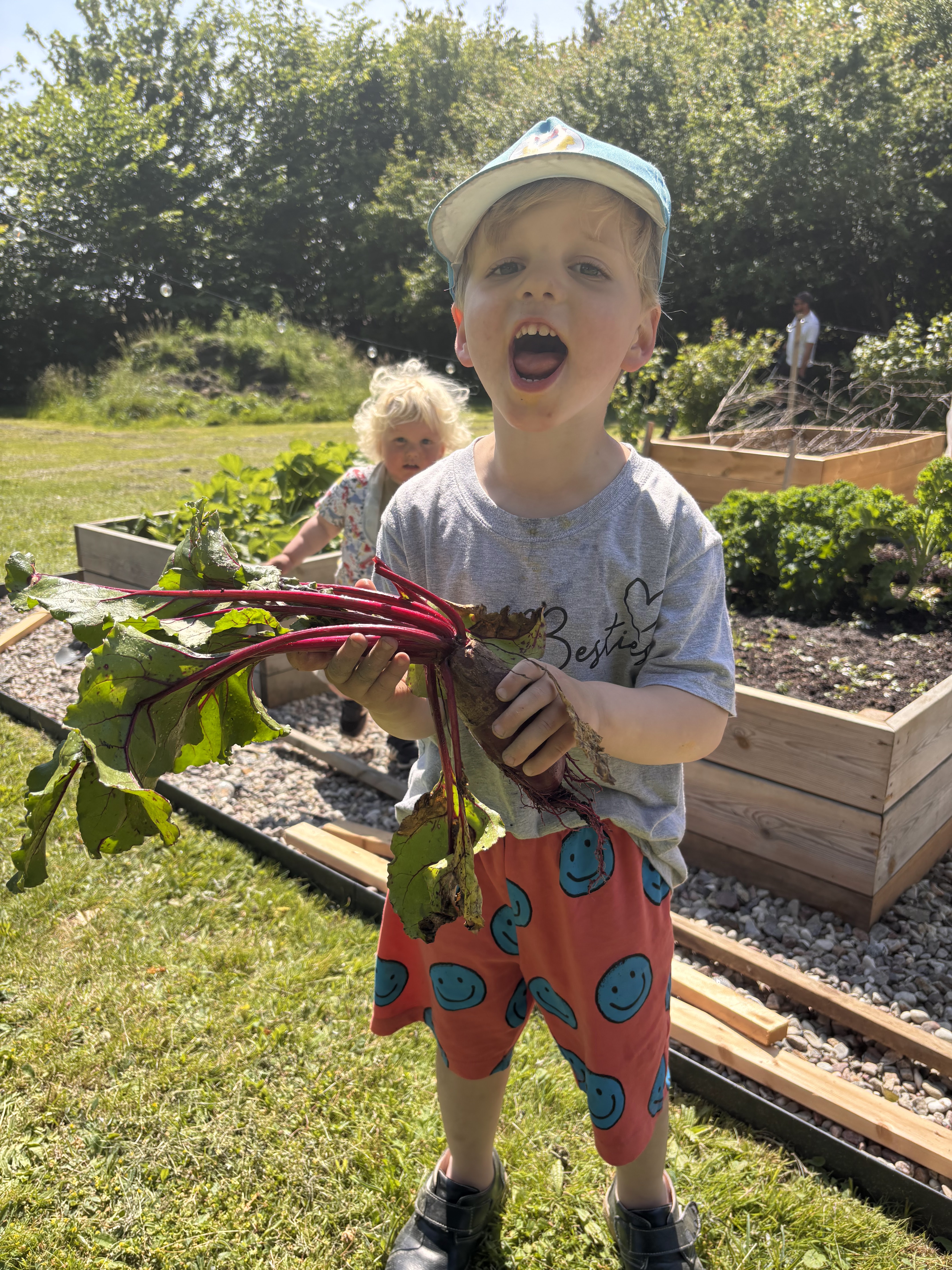 A child proudly holding freshly harvested beetroot beside the raised beds